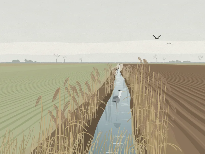 An illustration of a full ditch lined with reeds beside a ploughed field, with a heron standing in the water