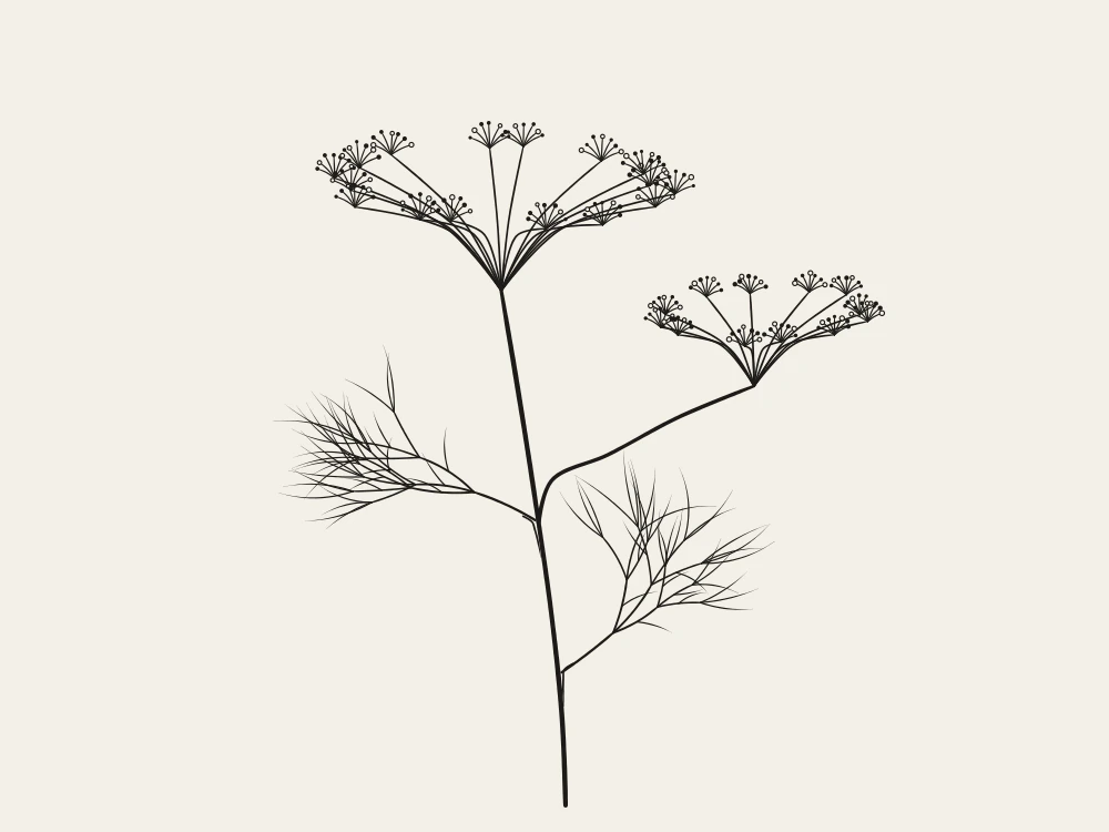 A fine line drawing of two fennel flower heads on one stem